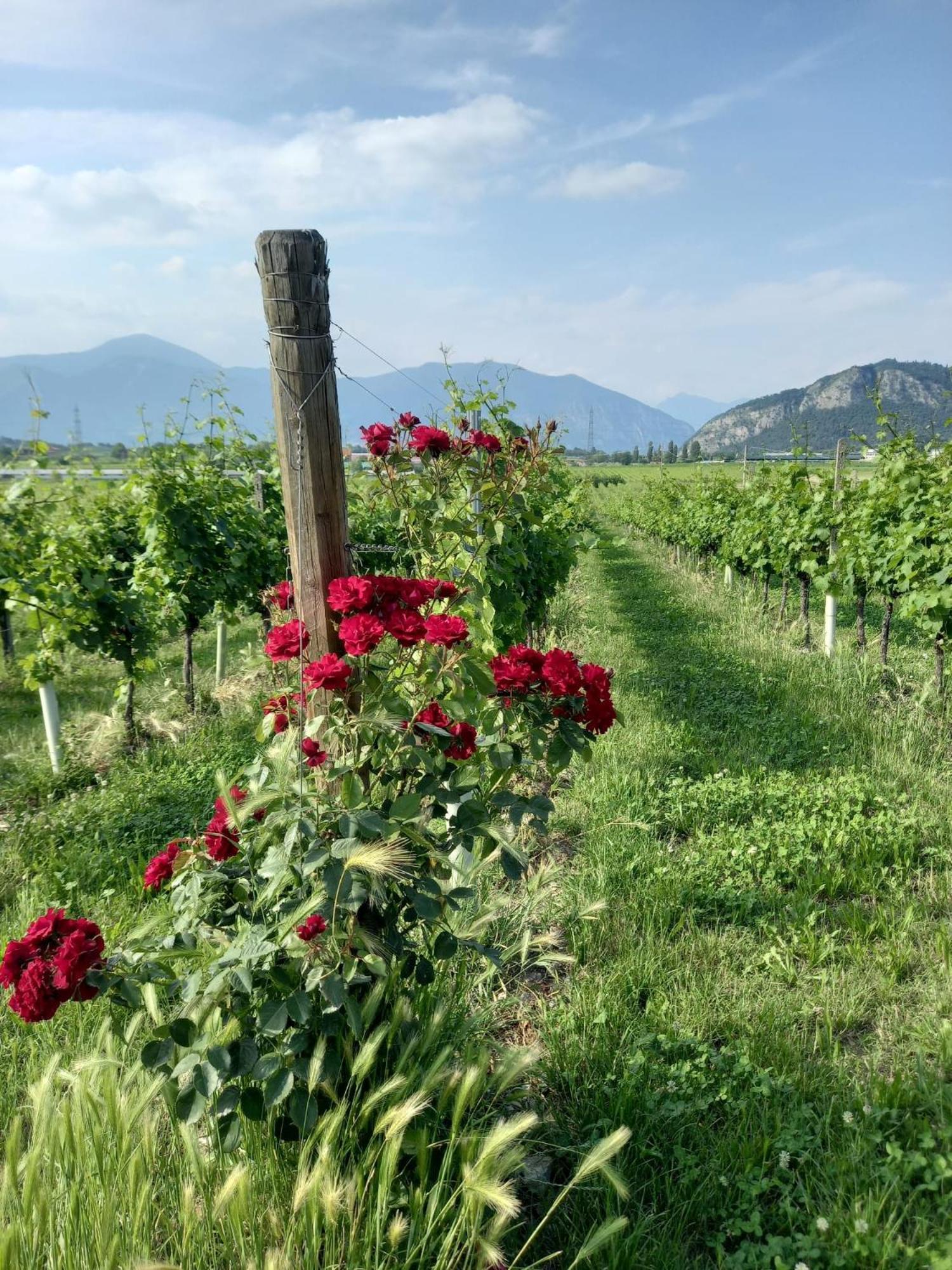 La Corte Del Bona - Vicino Alle Cantine E A Circa 15 Minuti Dal Lago Di Iseo - Daire Erbusco Dış mekan fotoğraf