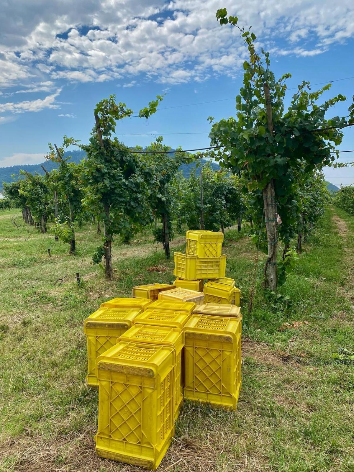 La Corte Del Bona - Vicino Alle Cantine E A Circa 15 Minuti Dal Lago Di Iseo - Daire Erbusco Dış mekan fotoğraf